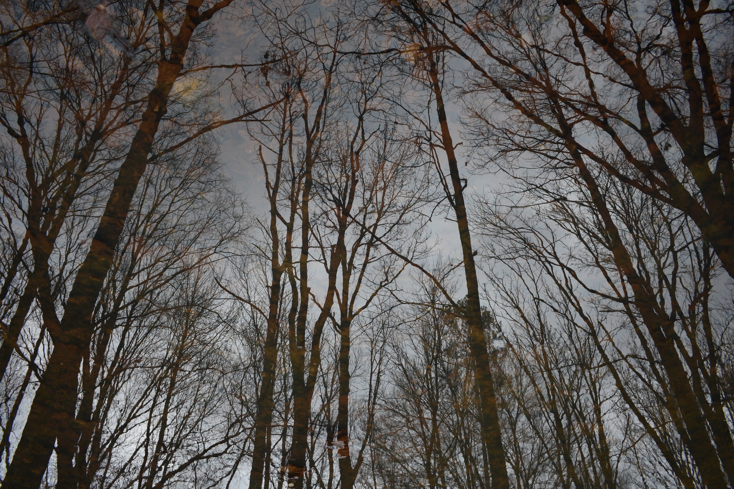 Forest Reflection