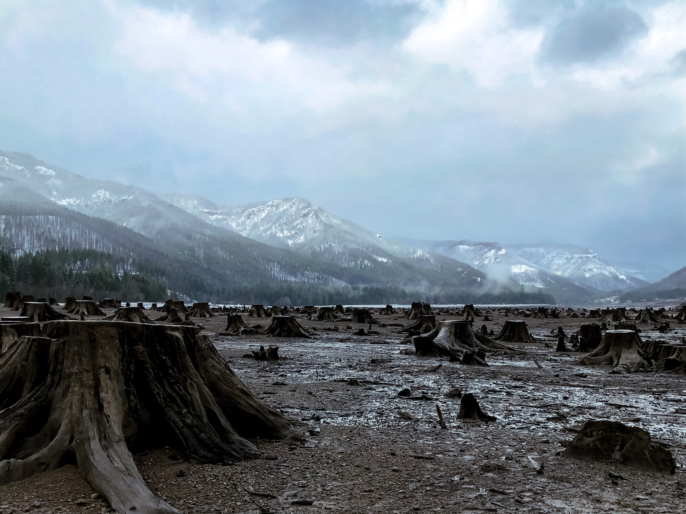 Oregon Deforestation