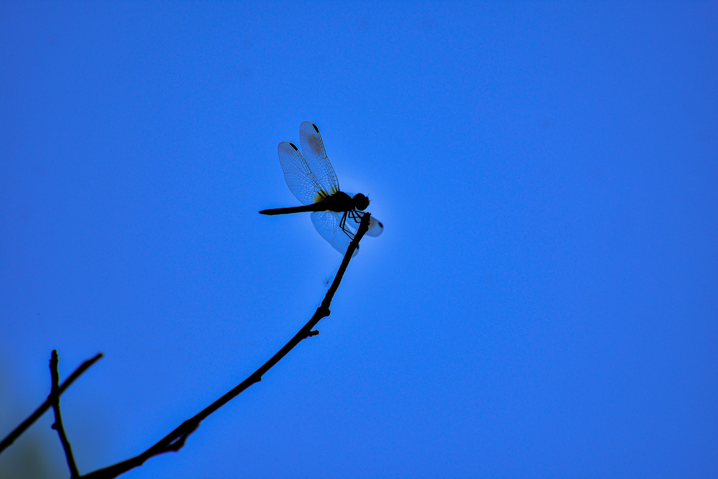 Dragonfly 6