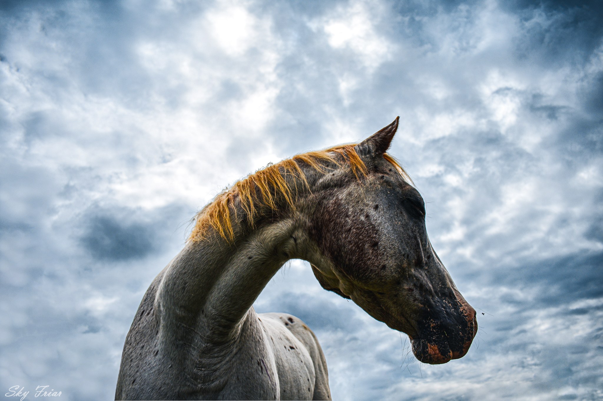 White Horse