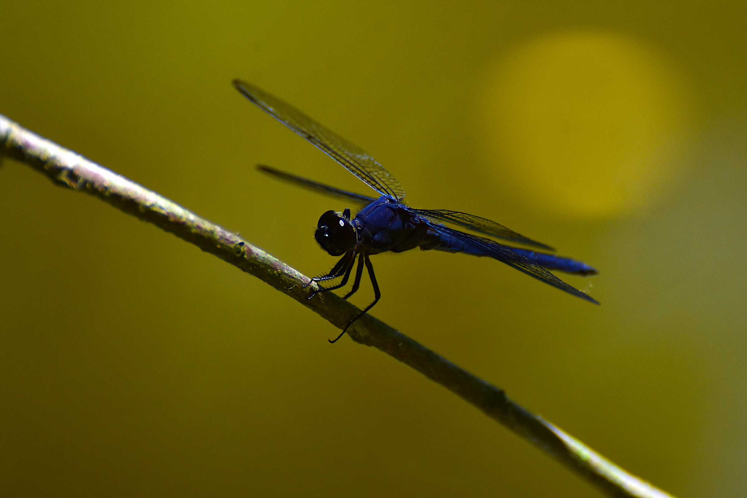 Dragonfly 1