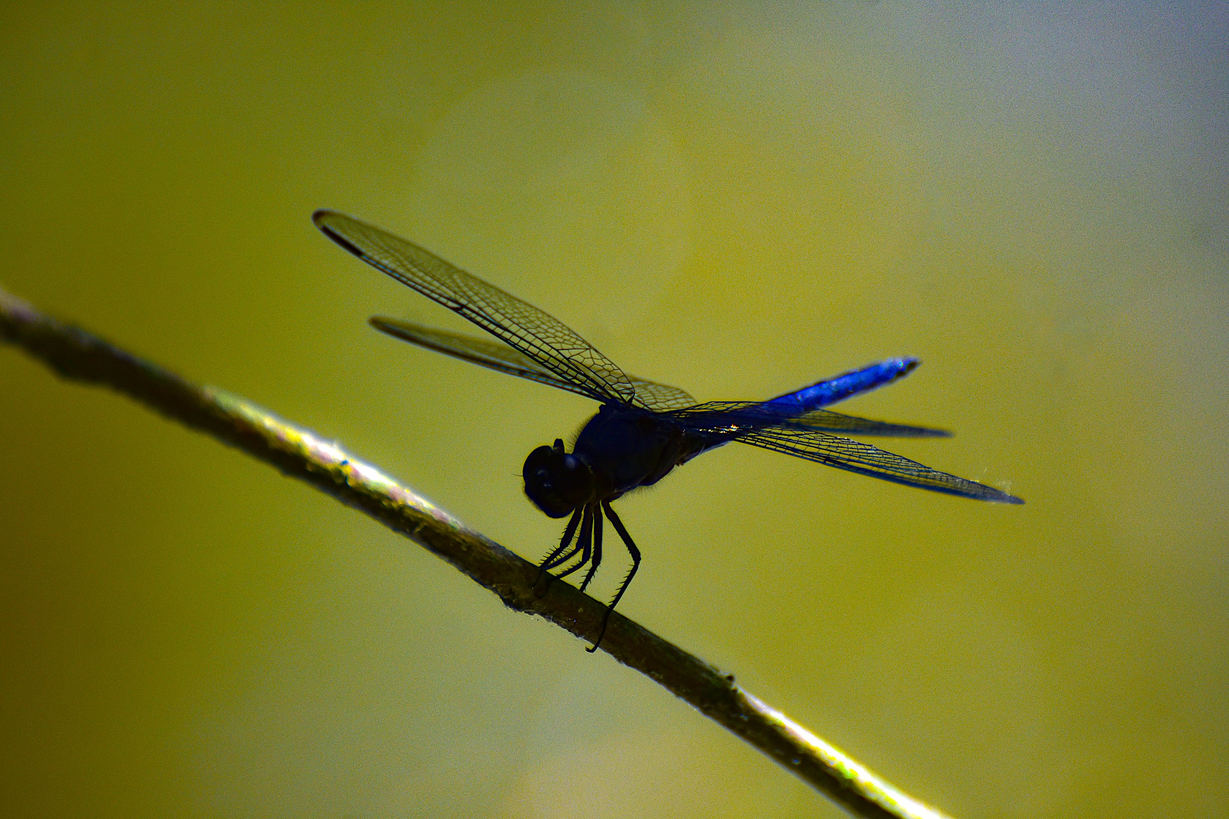 Dragonfly 4