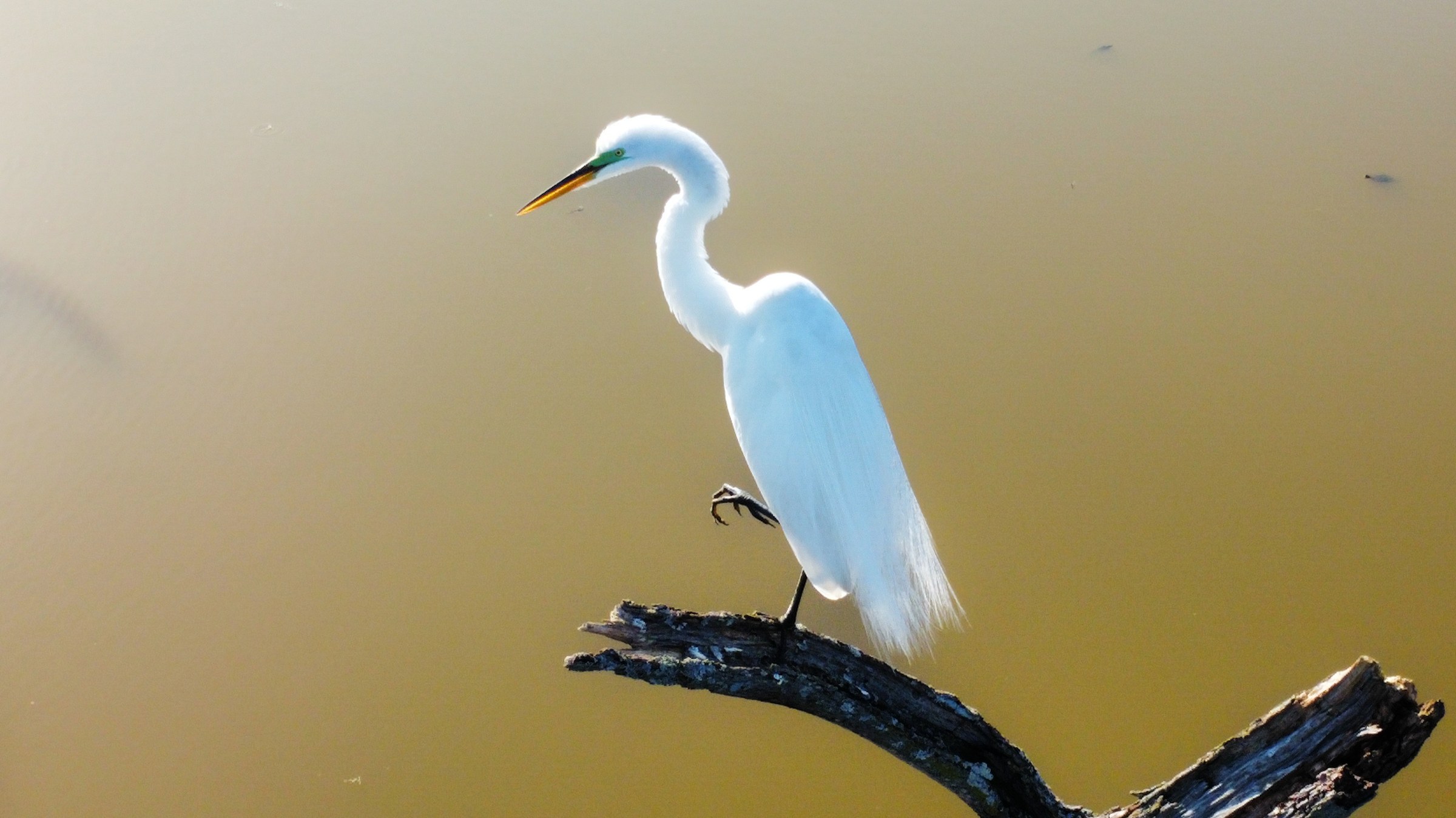 Snowy Egret