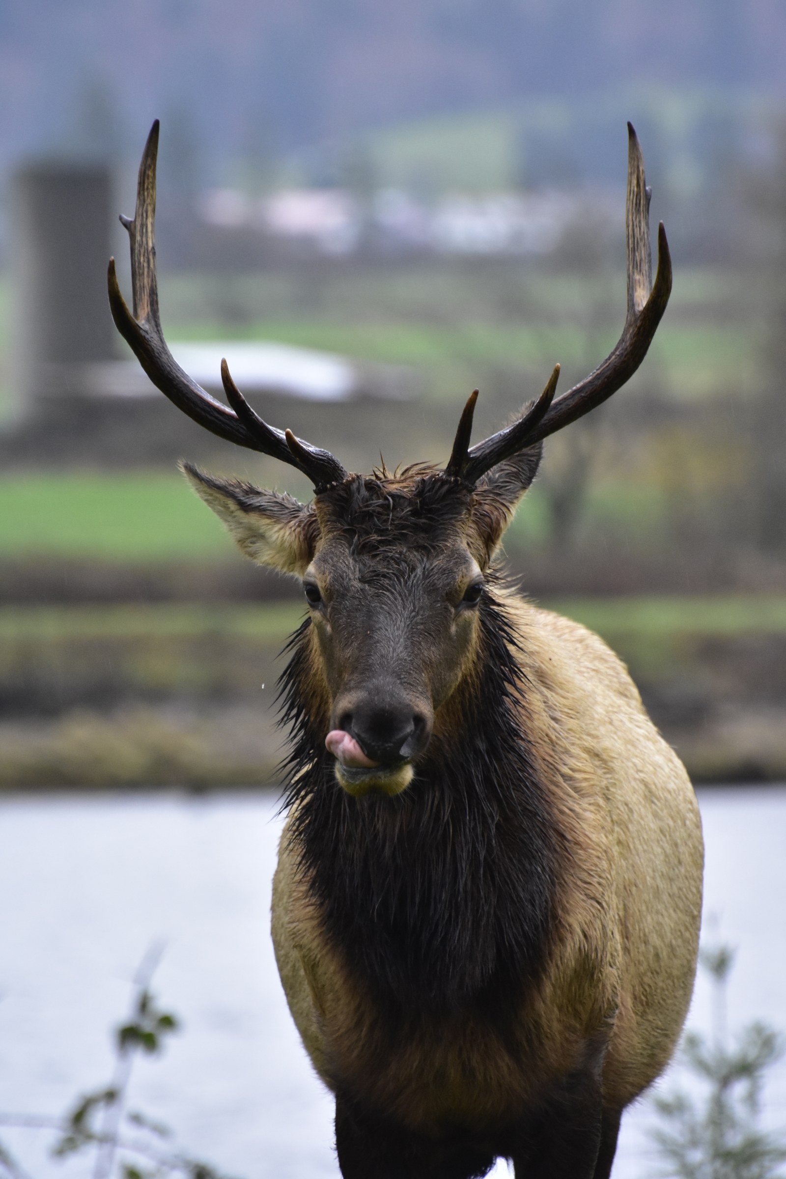 Hungry Elk