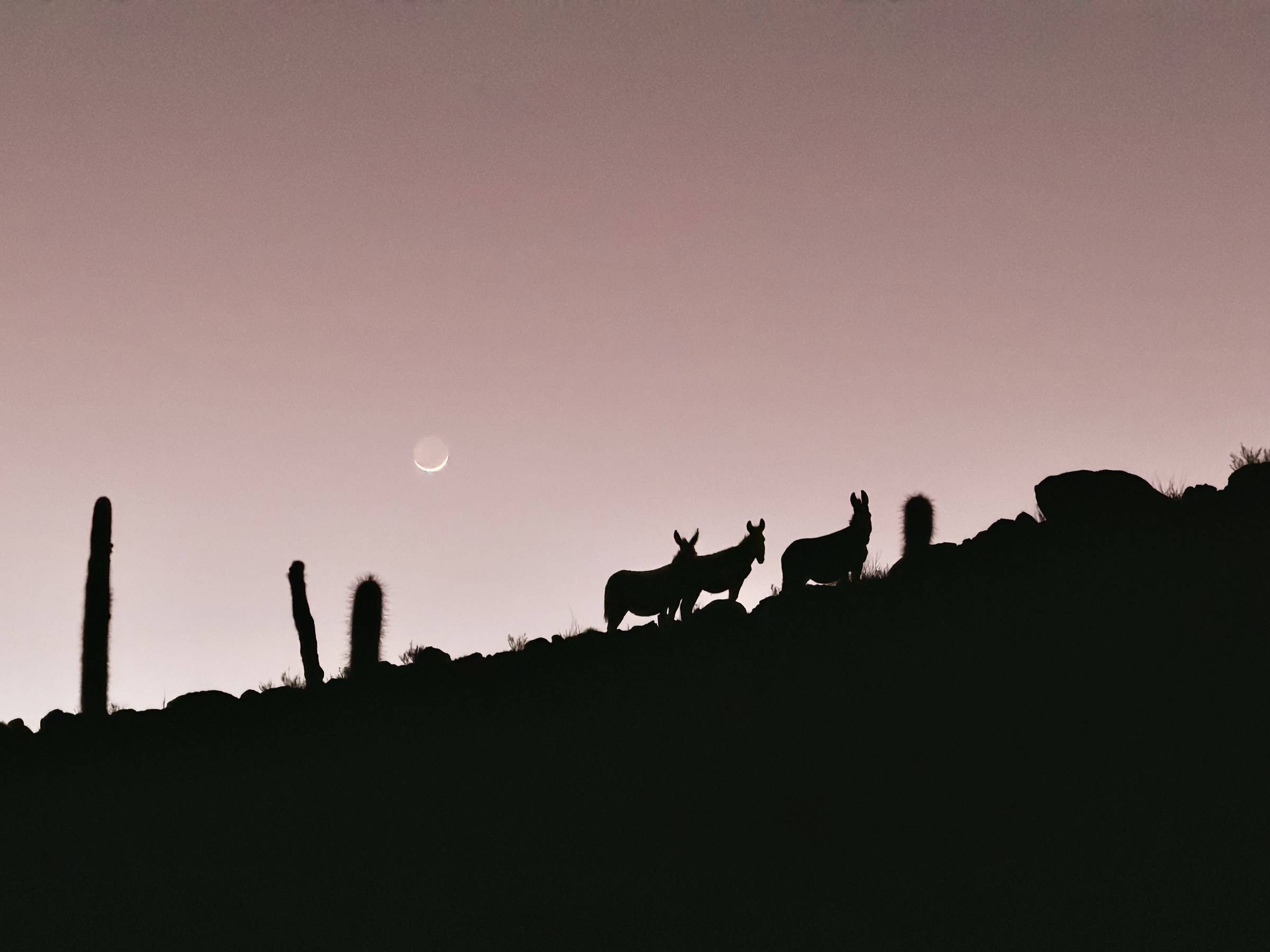 Desert Afterglow
