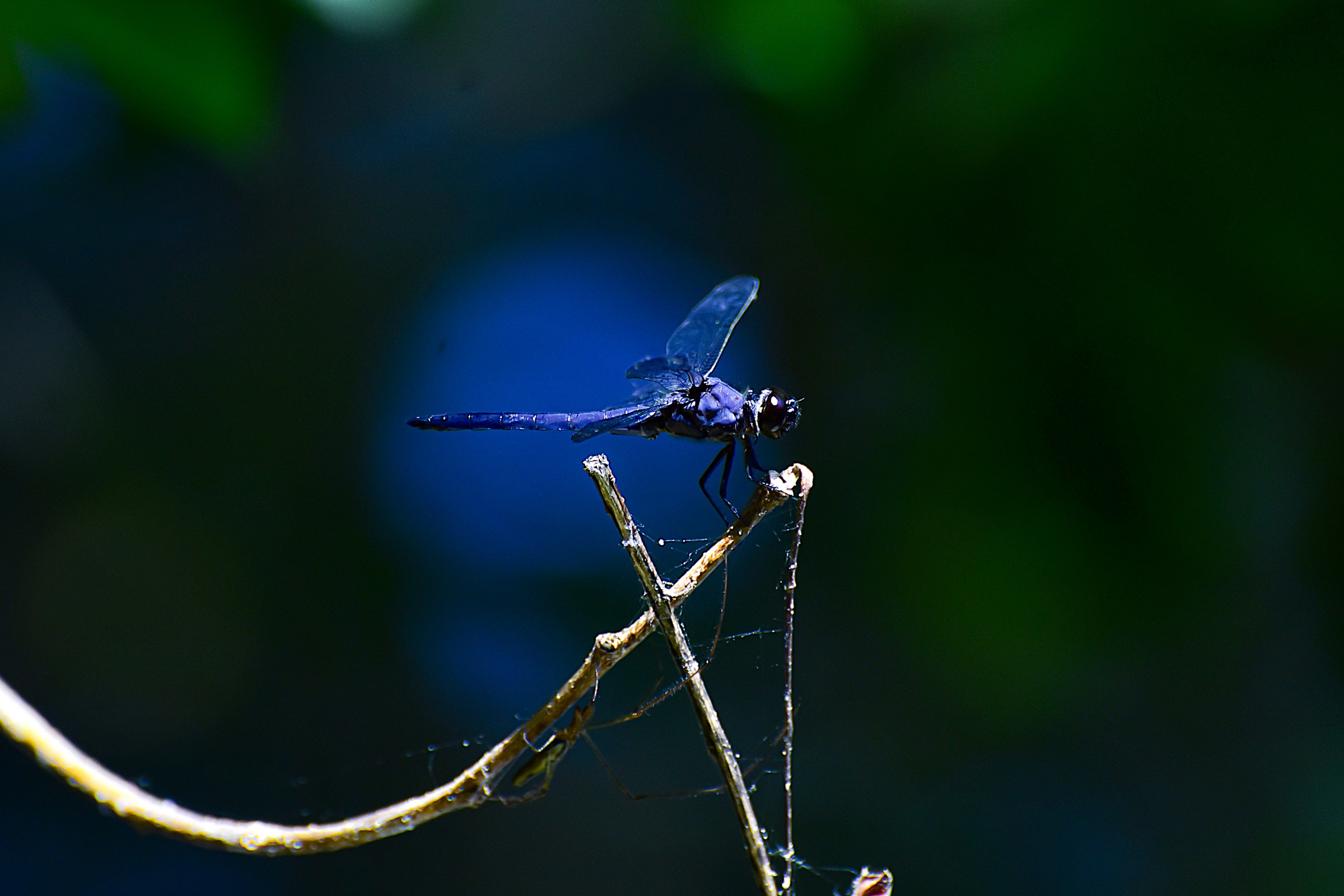 Dragonfly 2