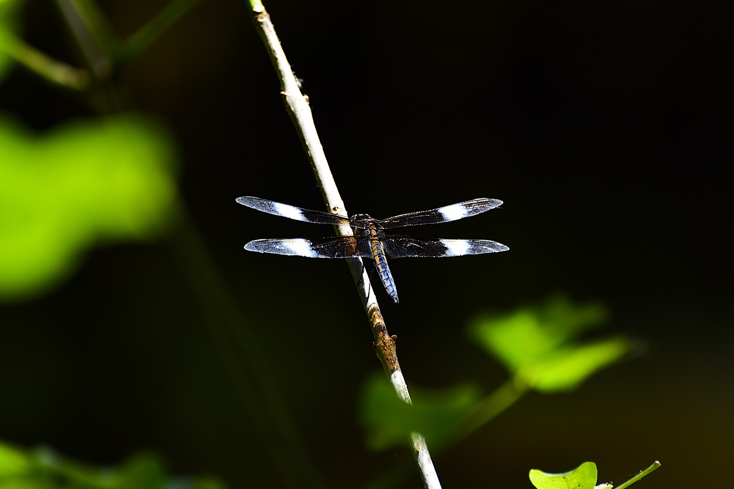 Dragonfly 5