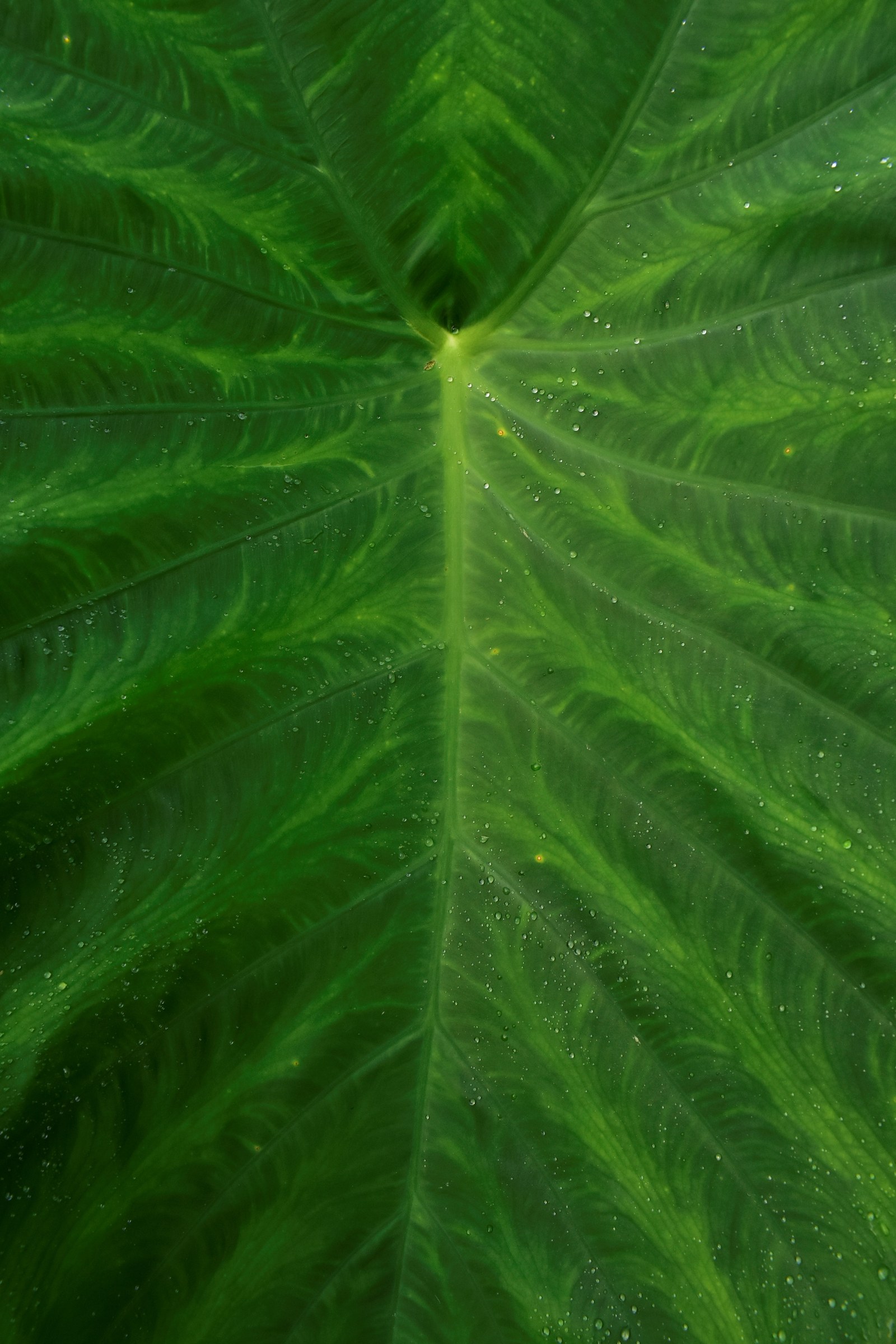Elephant Ear