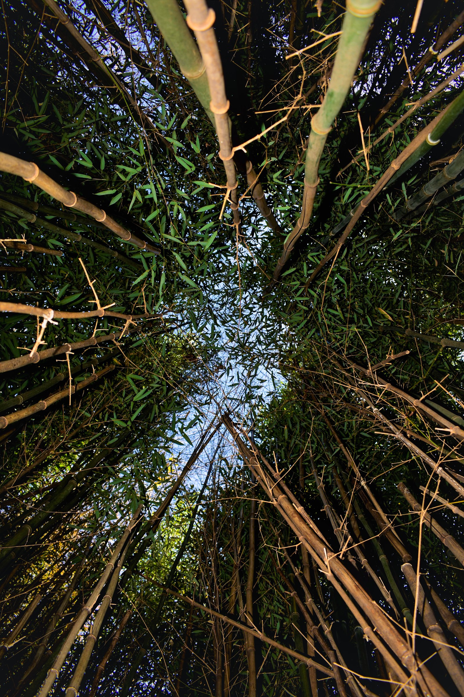 Bamboo Forest