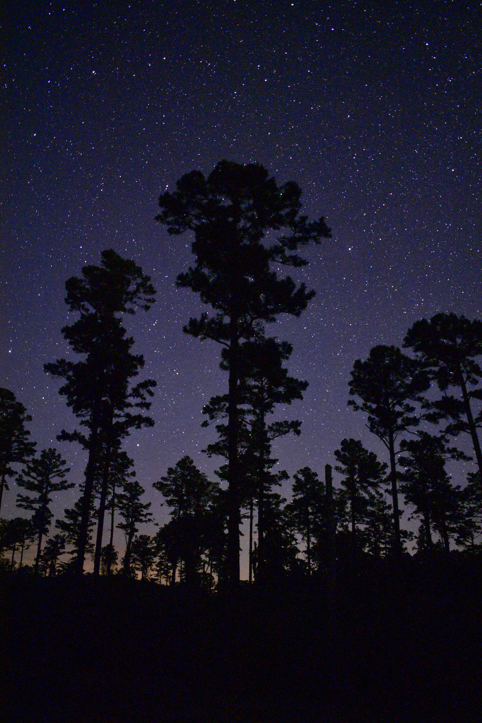 Space Forest