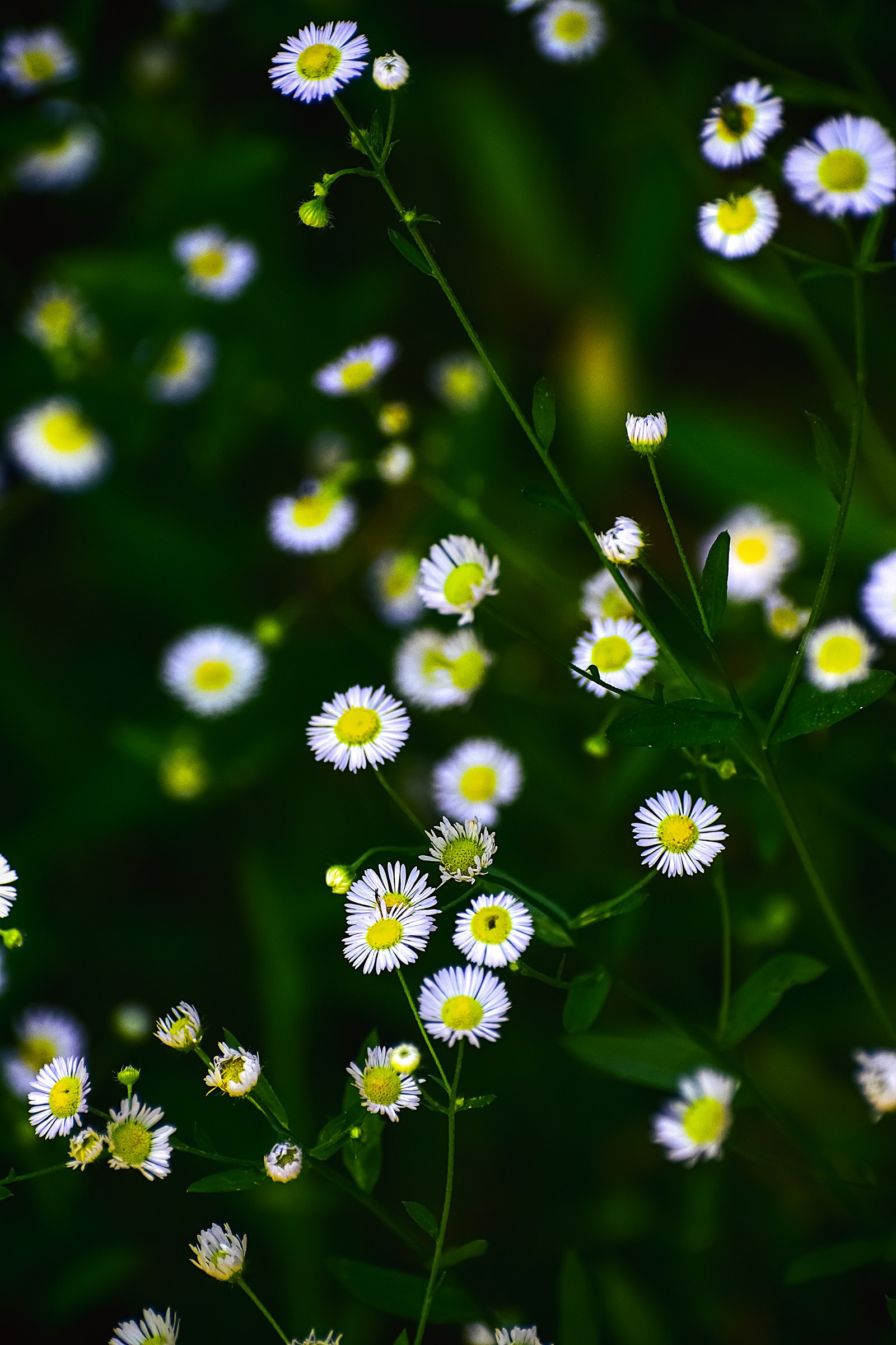 Flower Power