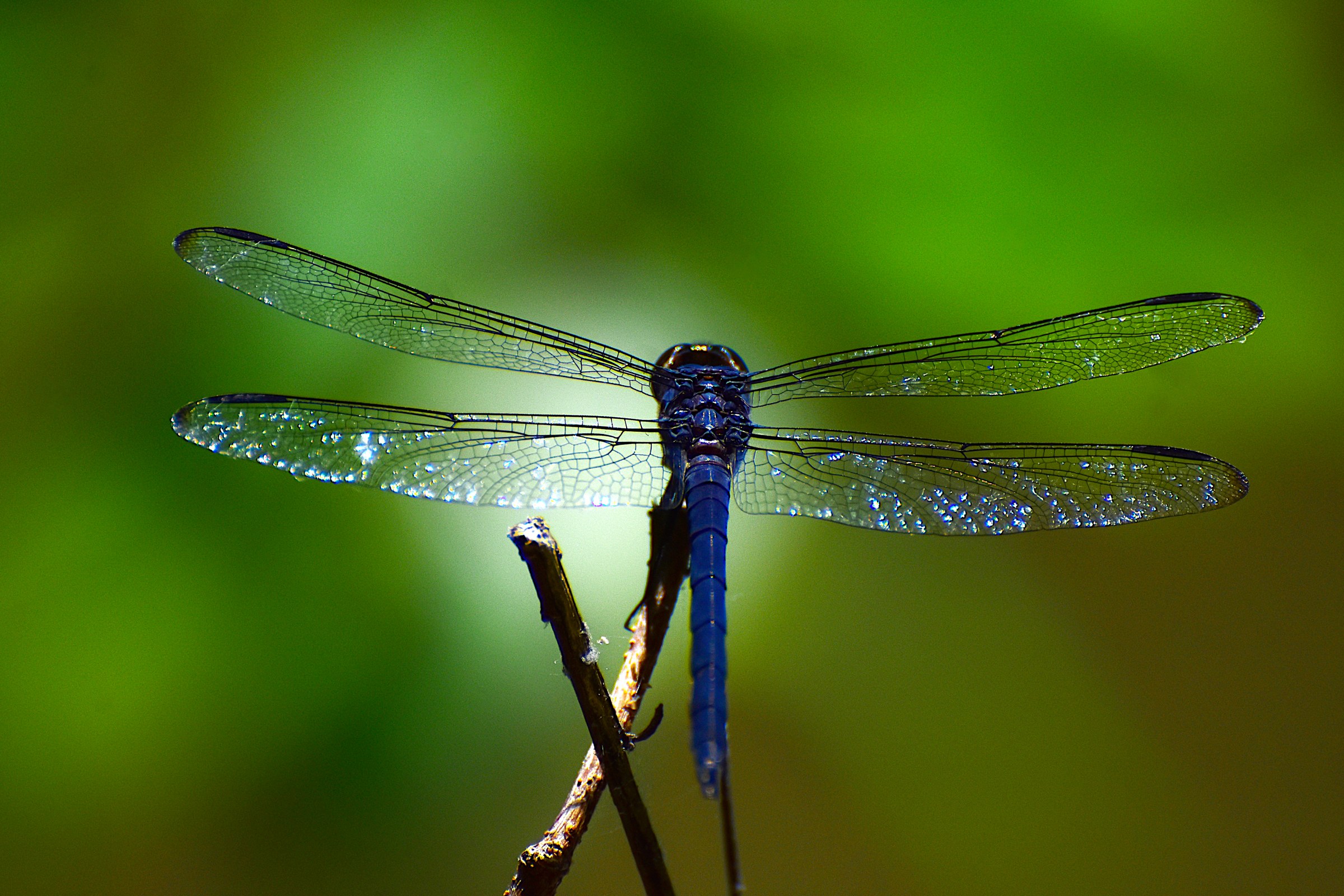 Dragonfly 3